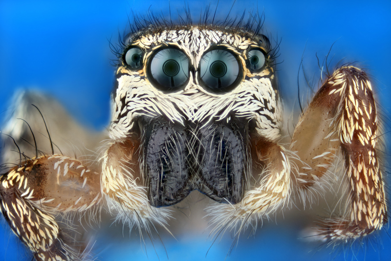 Illustration for article titled Some of the Most Gorgeous Macrophotography We've Seen in Ages